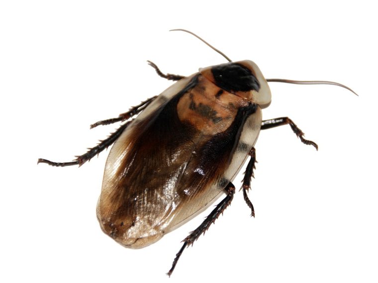 reconnaître un insecte similaire à un cafard