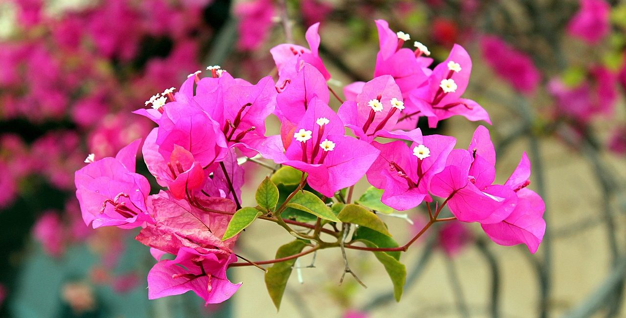 Guide pour réussir la culture et l'entretien d'un bougainvillier en pot