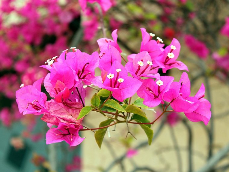 Guide pour réussir la culture et l'entretien d'un bougainvillier en pot