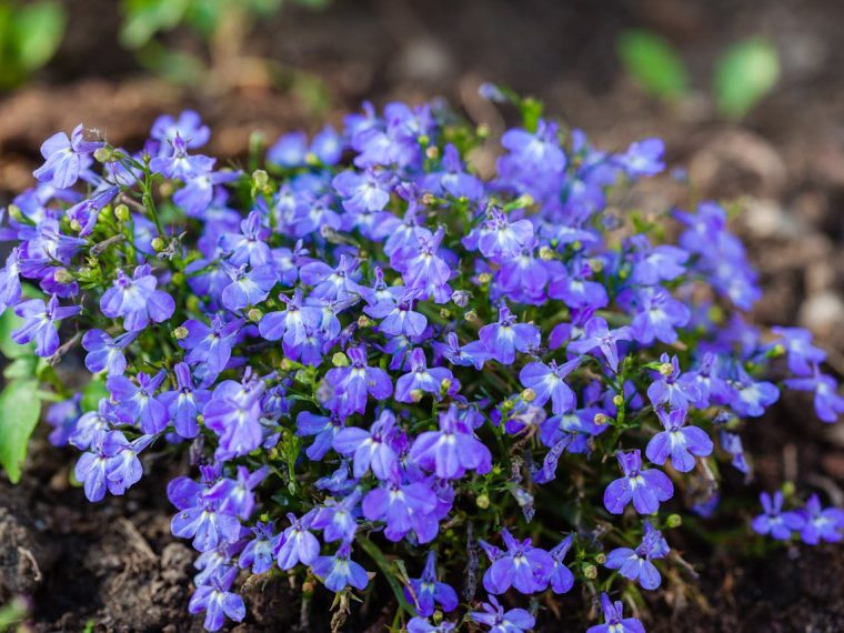 Plantes couvre sol persistantes à croissance rapide pour un jardin verdoyant