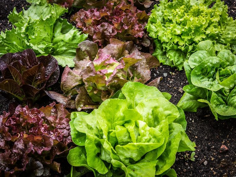 guide pour un potager réussi et pour les plants de salade
