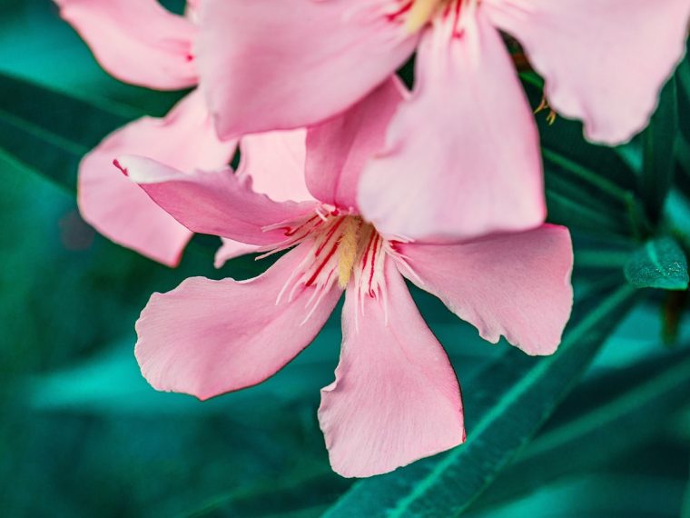 le meilleur engrais pour faire fleurir votre laurier rose
