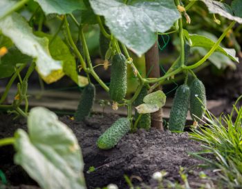 les plantes à côté des courgettes pour un jardin harmonieux