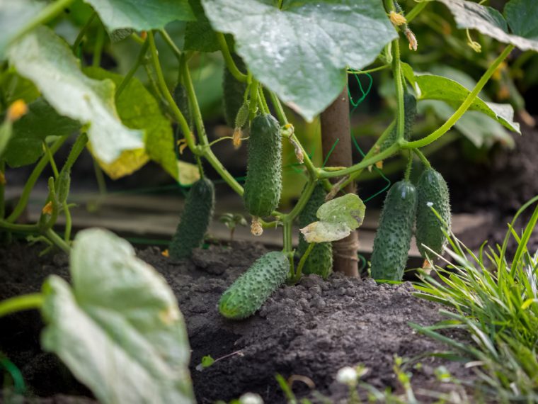 les plantes à côté des courgettes pour un jardin harmonieux
